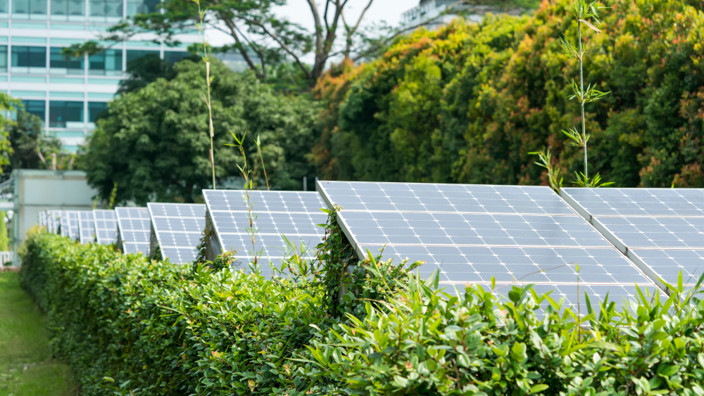 solar panels among bushes in front of building